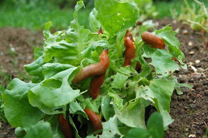 Schnecken fressen Salat